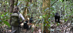 Part of my research involves collecting detailed behavioral data on individual bonobos as they move through the dense tropical rainforest…though sometimes it’s hard to know who is following whom!