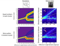 A comparison of the predictions of the simulation in Couzin et al. 2005 and the baboon data in Strandburg-Peshkin et al. 2015