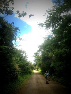 A white-faced capuchin leaps across the gap in the canopy over the top of two field researchers (Kathrine Stewart and Caroline Angya—photo credit: Jim Fenton).