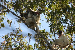 Verreaux’s sifaka are lemurs, a native Malagasy primate. These folivores live in mixed‐sex groups of 2 to 16 individuals. They are mainly arboreal, and move through their habitat by leaping from one tree trunk to the next. With long, powerful legs, long fingers and grasping hands, sifaka bodies are specialized for efficient vertical clinging and leaping. When they come down to the ground, however, these same locomotor adaptations lead them to chassé like a ballet dancer in strange, shuffling sideways jumps.
