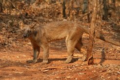 The fossa is Madagascar’s largest native predator. Although it looks like a cat, fossa are actually more closely related to mongooses. They feed mainly on primates, and in the dry spiny forests of western Madagascar, Verreaux’s sifaka are the biggest animal they hunt. Fossa hunt both on the ground and in the trees, and their impressive climbing skills mean that sifaka are vulnerable nearly everywhere. The fossa mating system is impressive: females chose a ‘mating-tree’ where males come to court her, aggregating together, sometimes in large numbers, around the tree. She then chooses or rejects males by climbing out onto the far ends of branches of the mating tree where she cannot be reached due to her smaller body size compared to males.