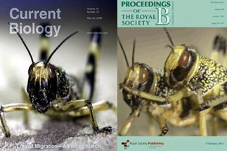 Collective behavior in locust swarms
