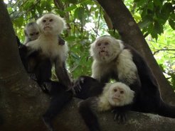 White-faced capuchin monkeys are arboreal New World primates that live in multi-male, multi-female groups ranging anywhere from 5-40 individuals. Typically, females remain in their natal group for life, while males disperse as adolescents to join other groups. Capuchins are highly social and sometimes develop unique local traditions and foraging techniques through social learning. They also have one of the largest brain-to-body size ratios of any primate, and generally excel at cognitive tasks. Capuchins are generalists, foraging on a wide variety of fruits, flowers, insects, eggs, and even small mammals. They spend most of their time moving across the landscape looking for food, but also take breaks for napping, grooming, and playing. Their advanced cognitive abilities, as well as the scattered and highly seasonal nature of their primary food resources, make them an ideal study subject to investigate how information and memory influence ranging behavior.(photo credit: Luz Maria Guevara)