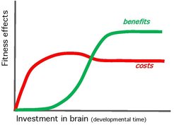 The brain’s bootstrapping problem