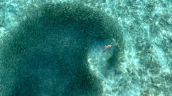 Hai schwimmt durch Fischschwarm