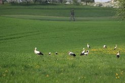 Flock of Storks