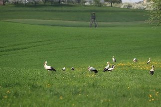 Learning to migrate - what shapes the migratory behaviour of white storks?