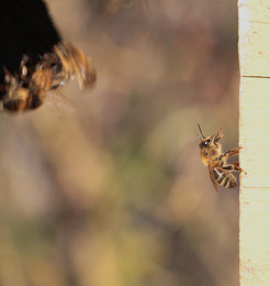 Honeybees