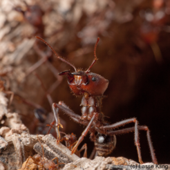 Ant