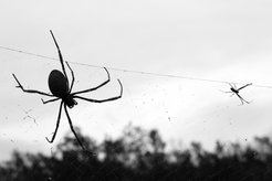 A female Trichonephila spider (left) alongside the much smaller male (right).