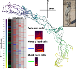 Here’s some of the tracking data that you could be analyzing! Trajectories show high-resolution (1 Hz) movement data from all individuals within a single meerkat group over an example period of 20 minutes, with colors (blue to yellow) representing the passage of time. Inset shows the vocalizations (colored lines) produced by each individual (column) over time, highlighting three types of vocalizations known to be associated with group coordination. Image at top right shows a meerkat wearing one of our tracking collars.Similar tracking data will be available from multiple species including meerkats, coatis, and spotted hyenas.