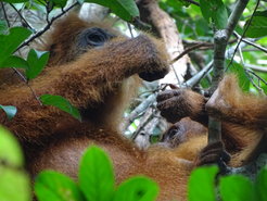 Ein noch nicht ausgewachsener Sumatra-Orang-Utan bittet seine Mutter um Futter, um seine Fähigkeiten bei der Nahrungssuche zu verbessern.