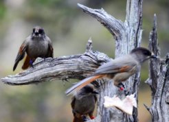 Fig. 1. Variation of social tolerance within Siberian jay groups. i) A group foraging on two pieces of pig fat. Only the non-breeder in the middle is tolerated by the male breeder (right) to forage together.