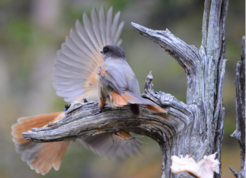 Fig 2. Male is chasing the non-breeder that is not tolerated in the food off the branch. Image credit: Michael Griesser