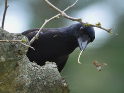 New Caledonian crow with hooked tool