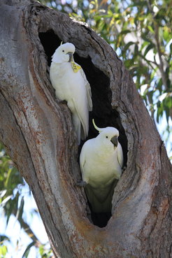 Cockatoos