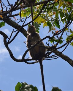 Red Colobus Kibale