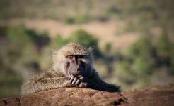 Sleep study on a troop of wild baboons reveals that catching up on lost sleep might be a luxury that wild animals cannot afford