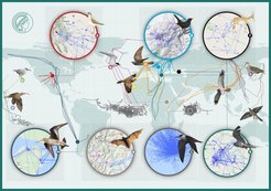 Globale Karte der verfolgten Tiere, wie sie vom 11. März 2021 bis zum 3. November 2021 vom International Cooperation for Animal Research Using Space (ICARUS) Tracking-System an Bord der Internationalen Raumstation erfasst wurde. Neu veröffentlicht von TREE