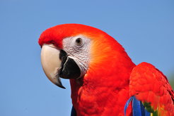 The scarlet macaw has the longest average lifespan of any parrot, living around 30 years.