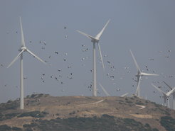 Storks, Alejandro Onrubia