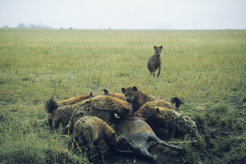 Across animal societies, some individuals benefit more from group-living, whereas others are left out.