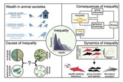 Ecology of inequality