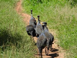 vulturine guineafowl in Kenya