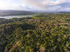In the tropics, over half of the remaining forests are secondary forest.