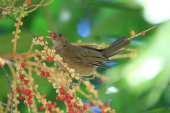 Fruit-eating animals carry seeds across the landscape, driving forest restoration.
