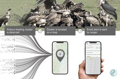 MoveApps has helped conservationists launch rapid response to vulture feeding events.