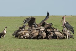 Vulture pile, North Carolina Zoo