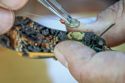 Tagging hawkmoth
