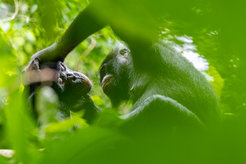 Bonobos grooming