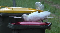In Sydney, Australia, it’s cockatoos versus humans in a race to control garbage bins