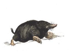 European moles are the latest species of mammal known to reversibly shrink thier brains before winter.