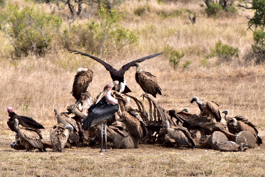 Drylands Project and Vulture Research Consortium 