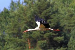 Flight behavior of white storks will be studied with drones