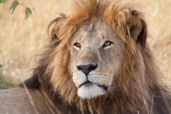 Lions are a source of human-wildlife conflict in Kenya