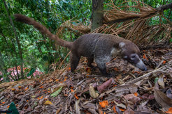 A coati (Nasua narica) forages on palm fruits in a secondary forest, Panama