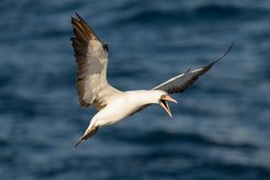 A Nazca booby flying off the coast of Galápagos Islands, Ecuador.