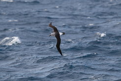 Ein atlantischer Gelbnasenalbatros: Diese Art flog zwölf Stunden lang im Auge des Sturms, um starken Winden auszuweichen.