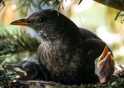 Blackbird with two young in nest