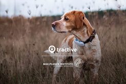 Dog standing in field wearing a GPS tracker.
