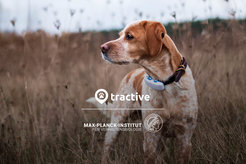 Hund steht im Feld und trägt einen GPS-Tracker.