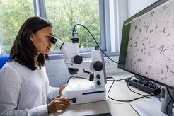Serena Ding looks into microscope at a culture of nematode worms that are shown on a screen