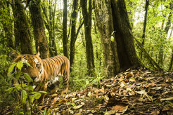 tiger in forest