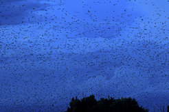 Jede Nacht fliegen die Flughunde vom Kasanka Nationalpark in umliegende Gebiete, um zu fressen.