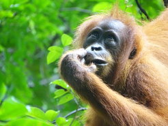 A sumatran orangutan in its natural habitat in Indonesia.