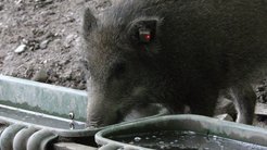 wild boar drinking and wearing ear tag